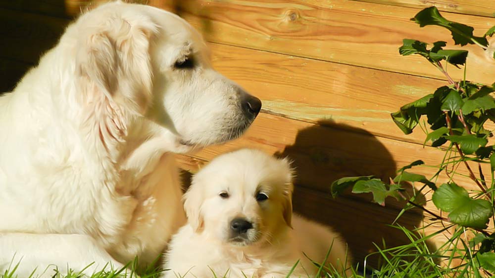 adult and puppie white labrador retrievers sitting in grass new wooden wall