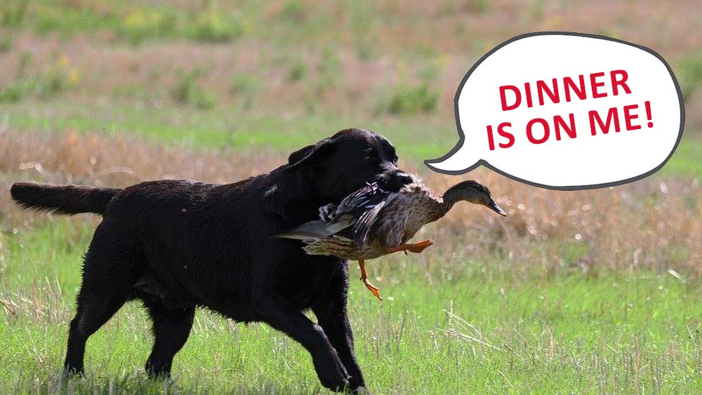 black Labrador retriever hunting duck
