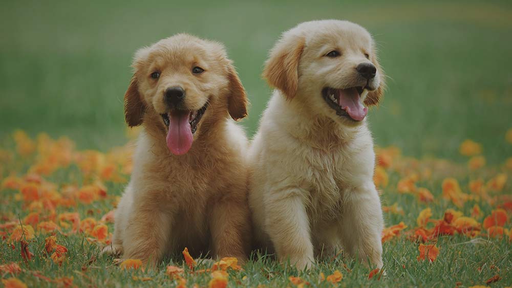 golden retriever puppies in grass field smiling