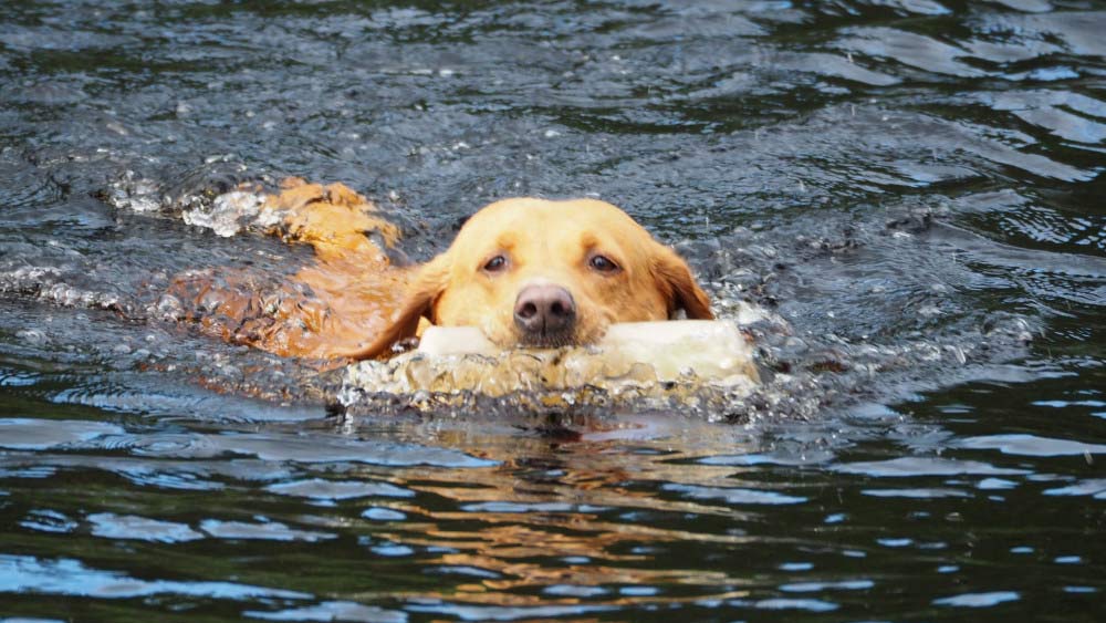 golden retriever swimming with prey in mouth