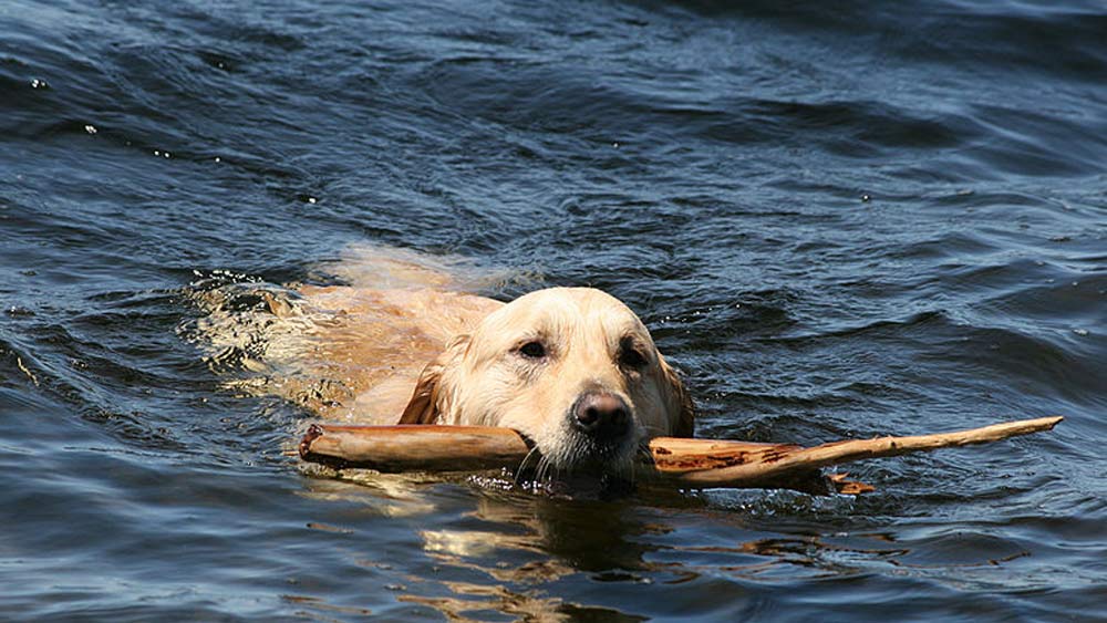 labrador retriever swimming fetching stick
