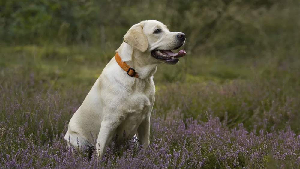 smiling labrador retriever in purple flower field