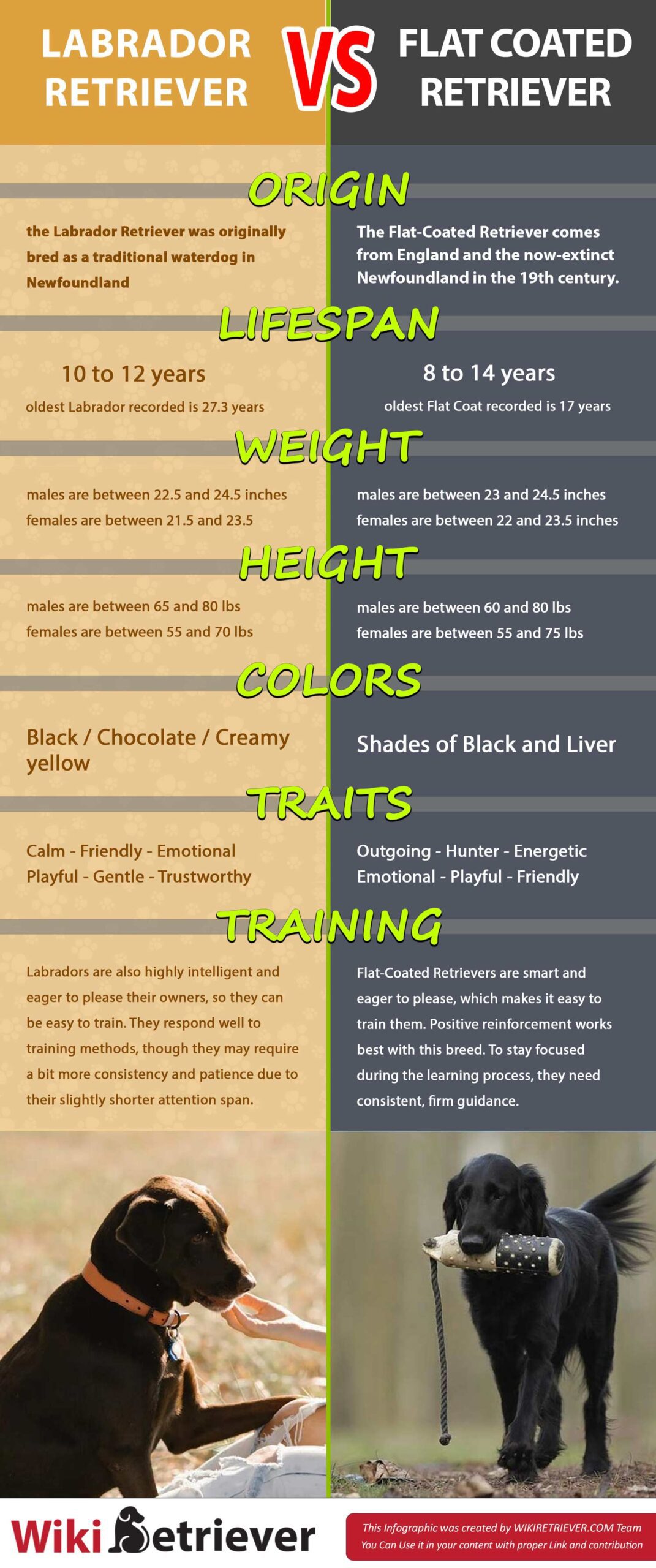labrador retriever vs flat coated retriever infographic - lifespan - colors - behavior traits - history