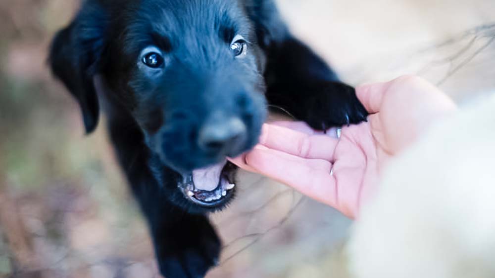 flat coated retriever puppy biting owners hand