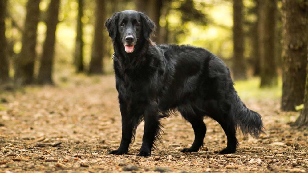 flat coated retriever standing in forest in autumn