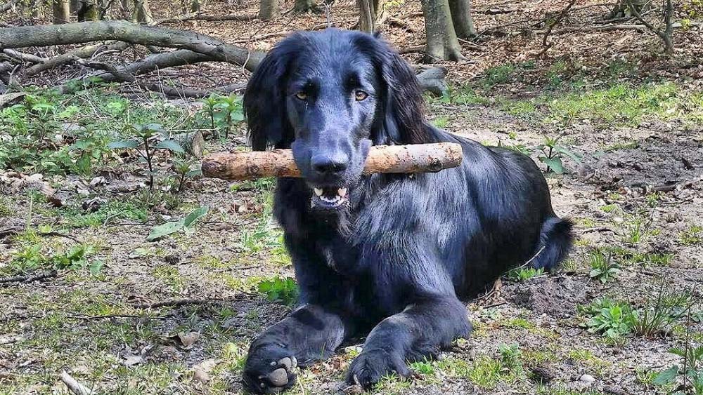 flat coated retriever with stick in mouth in forest