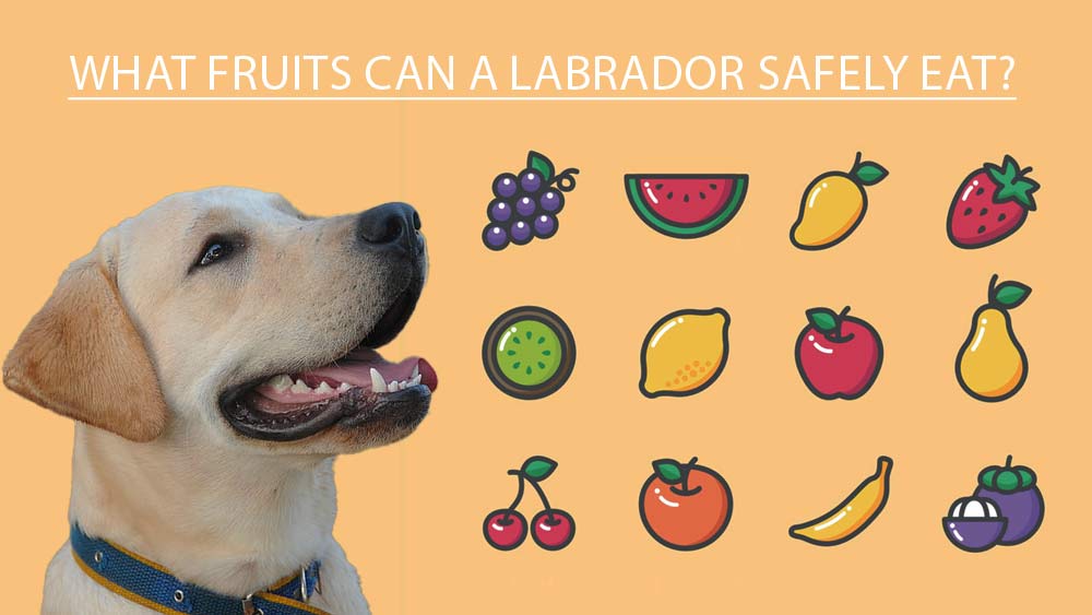 what fruit can labradors eat